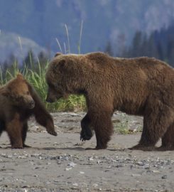 Bear Viewing in Alaska