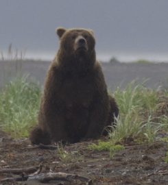 Bear Viewing in Alaska