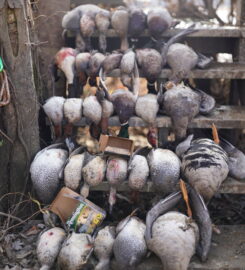 Arkansas Duck Outfitters & Guide Service