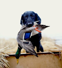 Arkansas Duck Outfitters & Guide Service